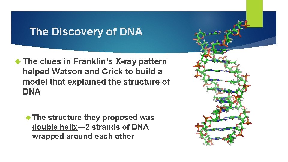 The Discovery of DNA The clues in Franklin’s X-ray pattern helped Watson and Crick