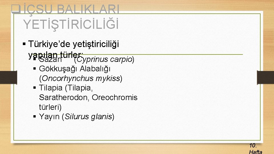 q İÇSU BALIKLARI YETİŞTİRİCİLİĞİ § Türkiye’de yetiştiriciliği yapılan türler: § Sazan (Cyprinus carpio) §
