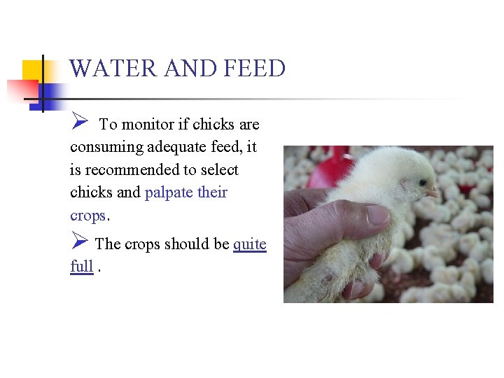 WATER AND FEED Ø To monitor if chicks are consuming adequate feed, it is