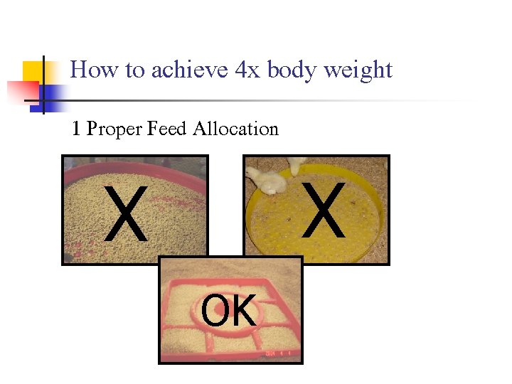How to achieve 4 x body weight 1 Proper Feed Allocation X X OK
