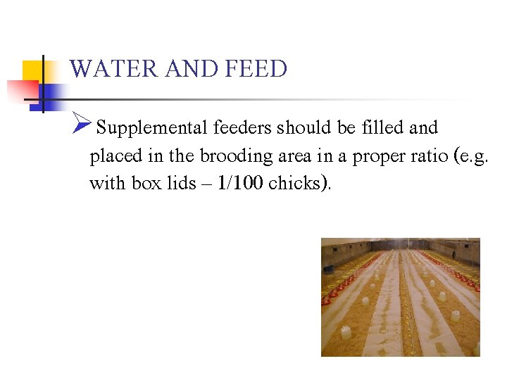 WATER AND FEED ØSupplemental feeders should be filled and placed in the brooding area