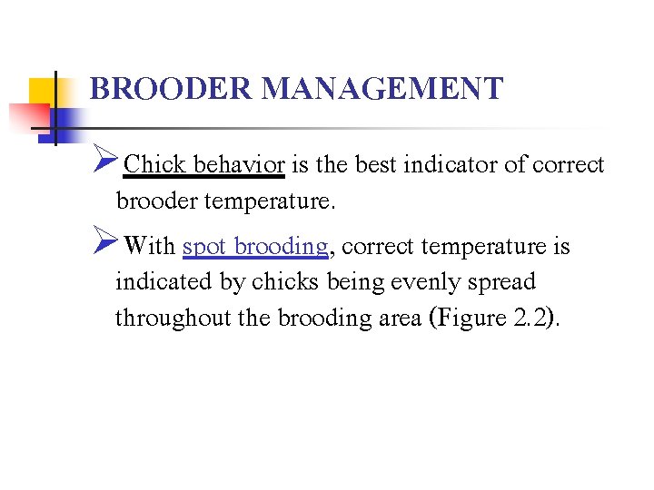 BROODER MANAGEMENT ØChick behavior is the best indicator of correct brooder temperature. ØWith spot