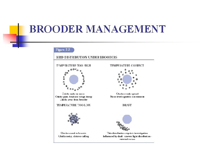 BROODER MANAGEMENT 