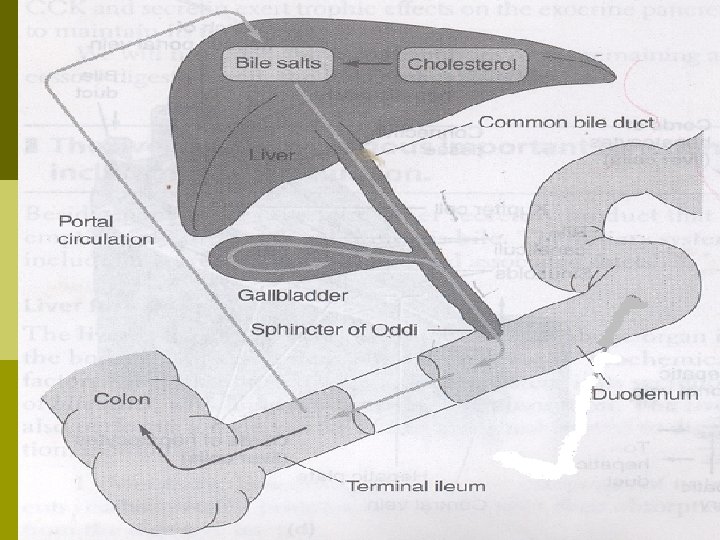 Secretion of Bile by liver p p 250 ml to 1 liter per day