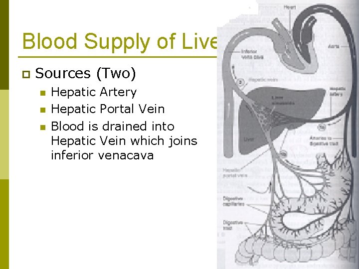 Blood Supply of Liver p Sources (Two) n n n Hepatic Artery Hepatic Portal