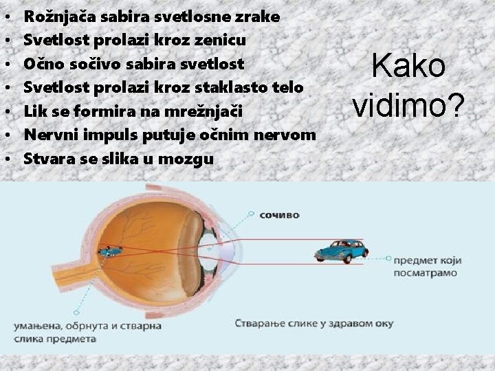  • • Rožnjača sabira svetlosne zrake Svetlost prolazi kroz zenicu Očno sočivo sabira