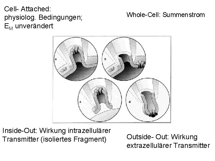 Cell- Attached: physiolog. Bedingungen; EM unverändert Inside-Out: Wirkung intrazellulärer Transmitter (isoliertes Fragment) Whole-Cell: Summenstrom