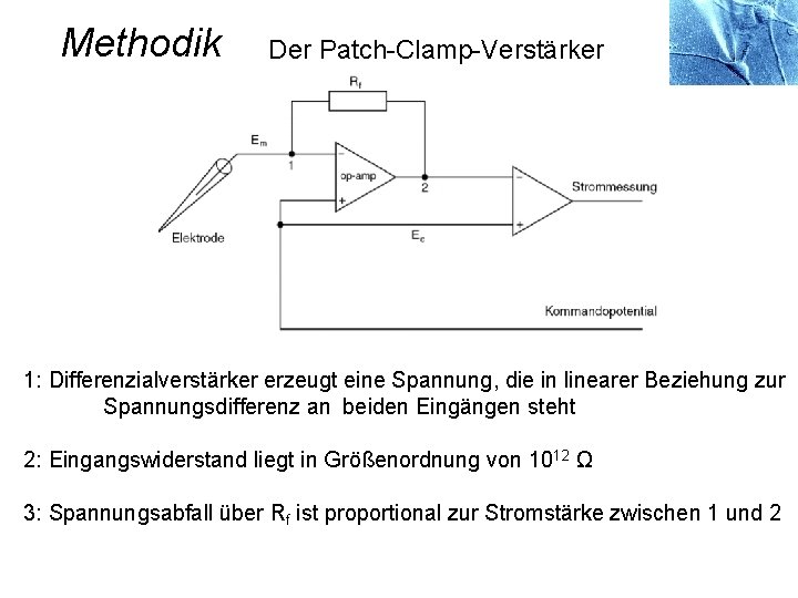 Methodik Der Patch-Clamp-Verstärker 1: Differenzialverstärker erzeugt eine Spannung, die in linearer Beziehung zur Spannungsdifferenz