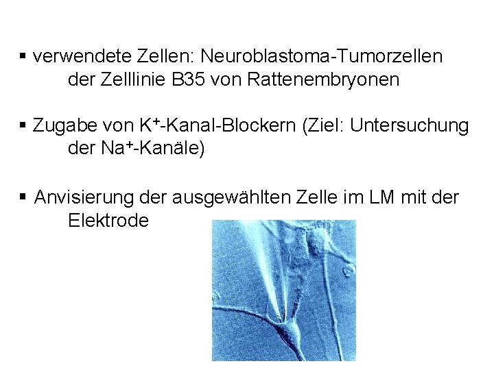 § verwendete Zellen: Neuroblastoma-Tumorzellen der Zelllinie B 35 von Rattenembryonen § Zugabe von K+-Kanal-Blockern