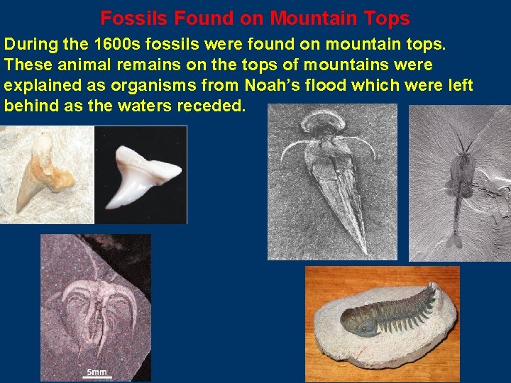 Fossils Found on Mountain Tops During the 1600 s fossils were found on mountain