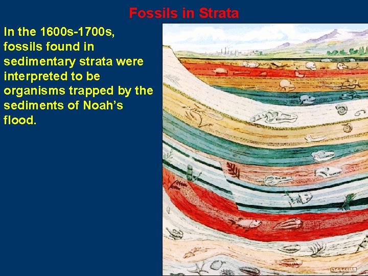 Fossils in Strata In the 1600 s-1700 s, fossils found in sedimentary strata were