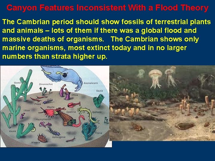 Canyon Features Inconsistent With a Flood Theory The Cambrian period should show fossils of