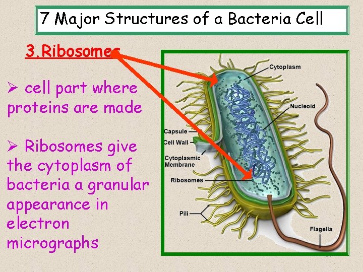 7 Major Structures of a Bacteria Cell 3. Ribosomes Ø cell part where proteins