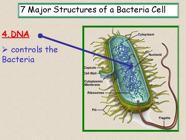 7 Major Structures of a Bacteria Cell 4. DNA Ø controls the Bacteria 11