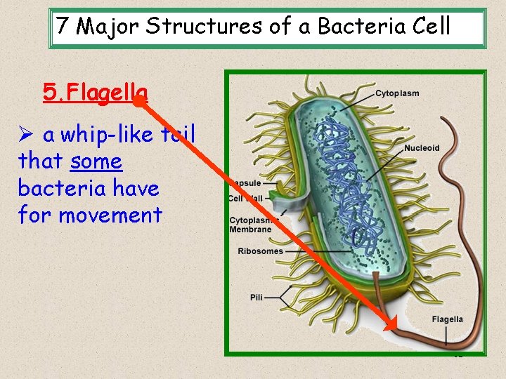 7 Major Structures of a Bacteria Cell 5. Flagella Ø a whip-like tail that