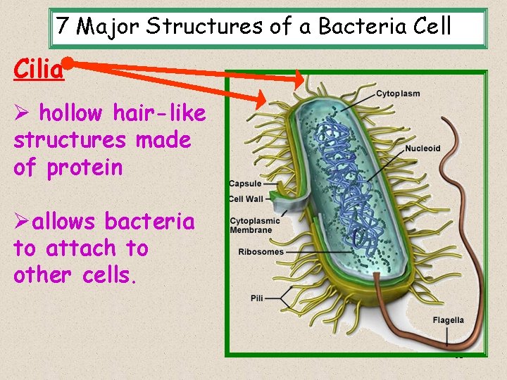 7 Major Structures of a Bacteria Cell Cilia Ø hollow hair-like structures made of