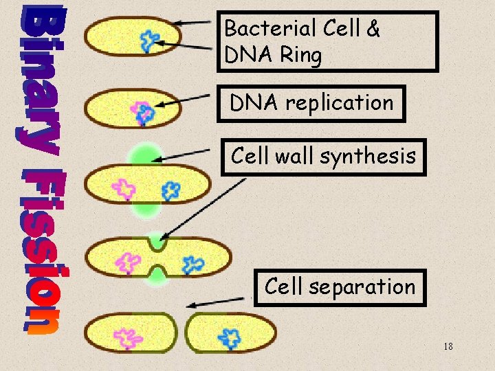 Bacterial Cell & DNA Ring DNA replication Cell wall synthesis Cell separation 18 