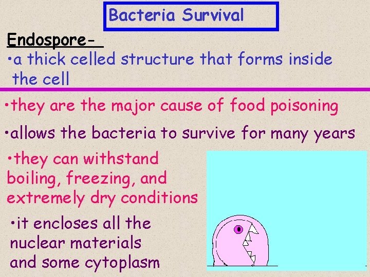 Bacteria Survival Endospore • a thick celled structure that forms inside the cell •