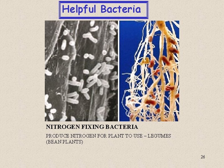 Helpful Bacteria NITROGEN FIXING BACTERIA PRODUCE NITROGEN FOR PLANT TO USE – LEGUMES (BEAN
