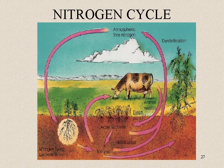 NITROGEN CYCLE 27 