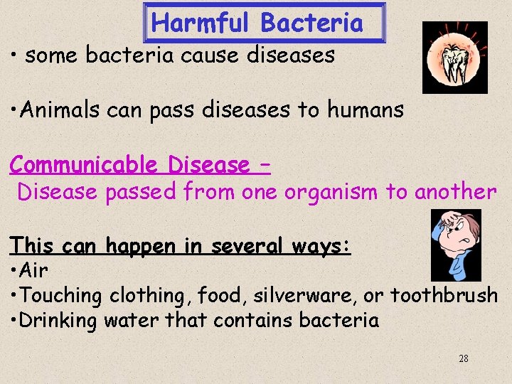 Harmful Bacteria • some bacteria cause diseases • Animals can pass diseases to humans