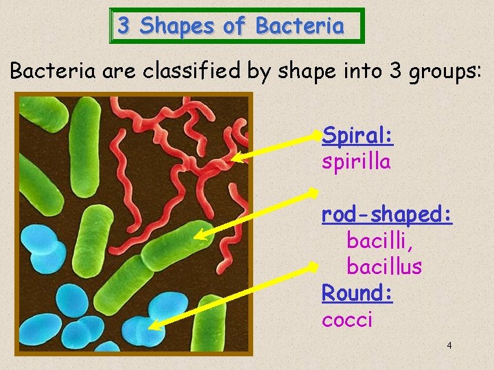 3 Shapes of Bacteria are classified by shape into 3 groups: Spiral: spirilla rod-shaped: