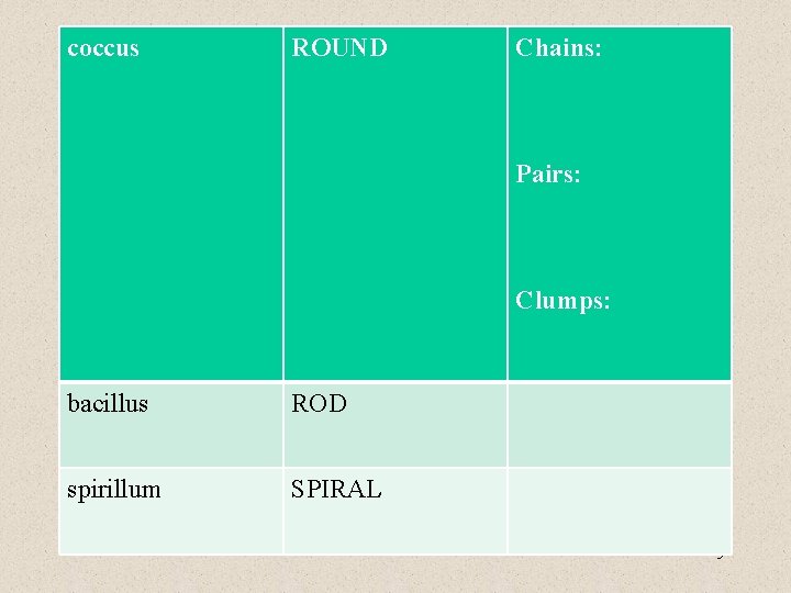 coccus ROUND Chains: Pairs: Clumps: bacillus ROD spirillum SPIRAL 5 