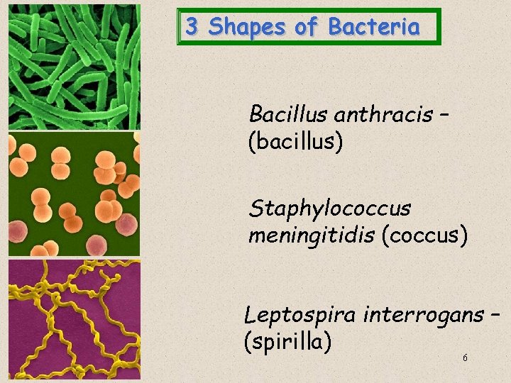 3 Shapes of Bacteria Bacillus anthracis – (bacillus) Staphylococcus meningitidis (coccus) Leptospira interrogans –