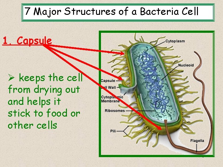 7 Major Structures of a Bacteria Cell 1. Capsule Ø keeps the cell from