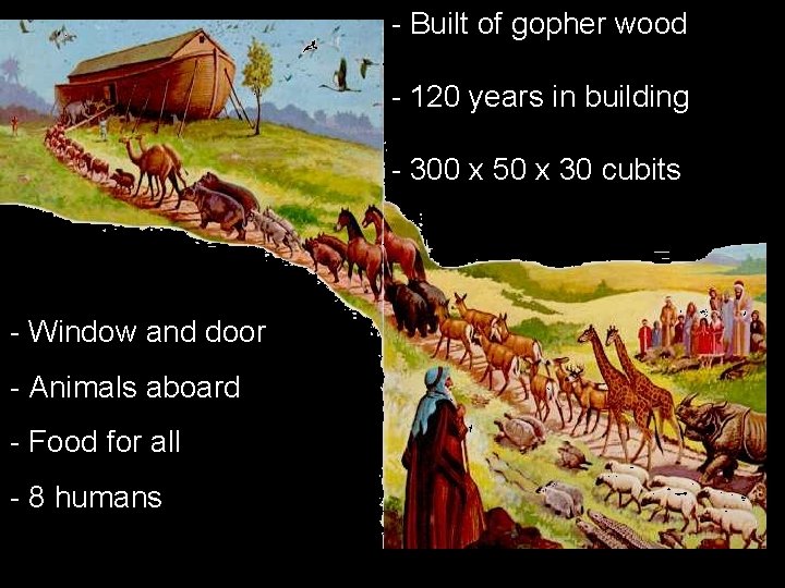 - Built of gopher wood - 120 years in building - 300 x 50