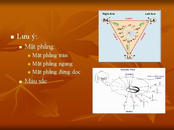 n Lưu ý: n Mặt phẳng: Mặt phẳng trán n Mặt phẳng ngang n