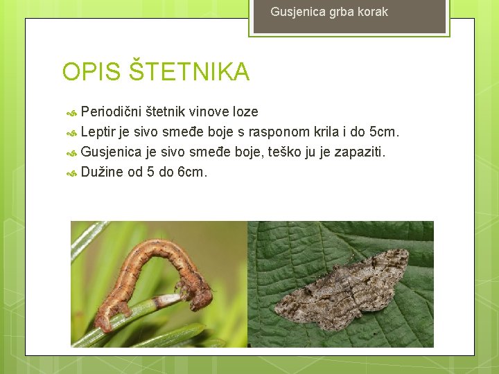 Gusjenica grba korak OPIS ŠTETNIKA Periodični štetnik vinove loze Leptir je sivo smeđe boje