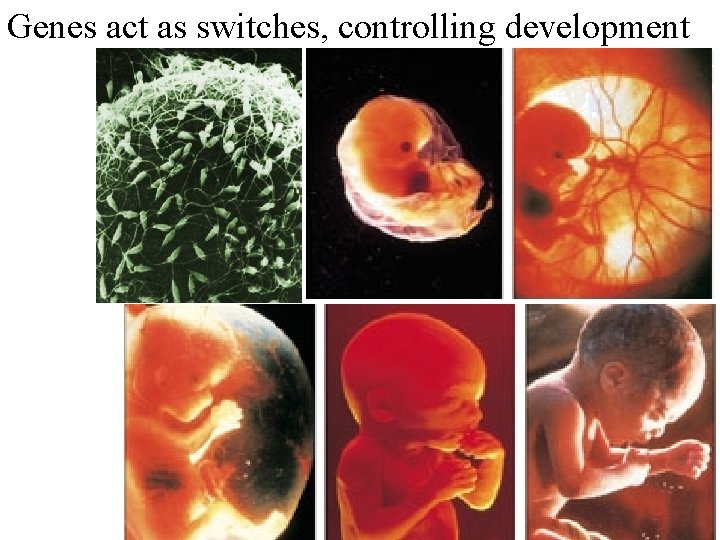 Genes act as switches, controlling development 