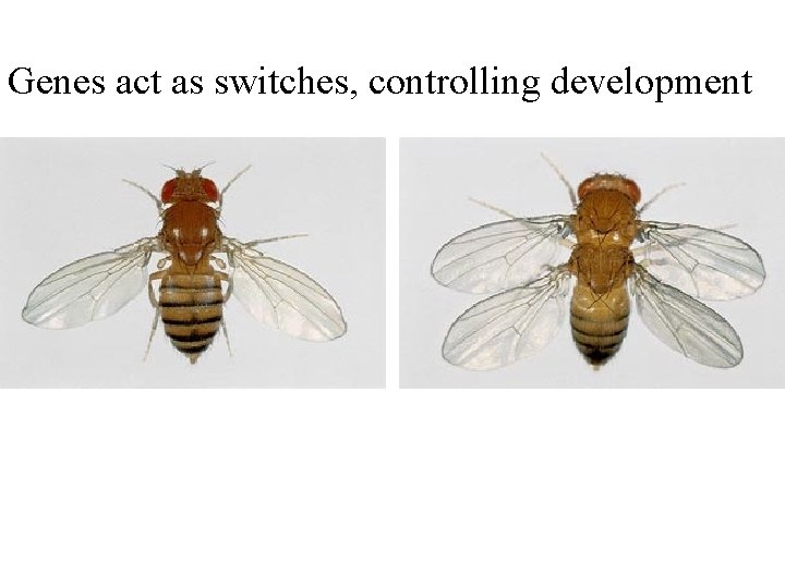 Genes act as switches, controlling development 