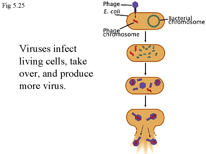 Fig 5. 25 Viruses infect living cells, take over, and produce more virus. 