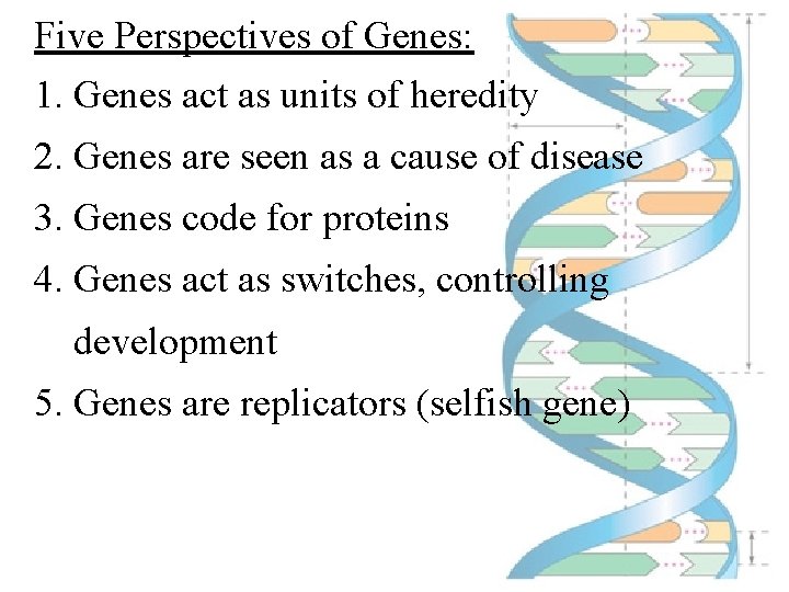 Five Perspectives of Genes: 1. Genes act as units of heredity 2. Genes are