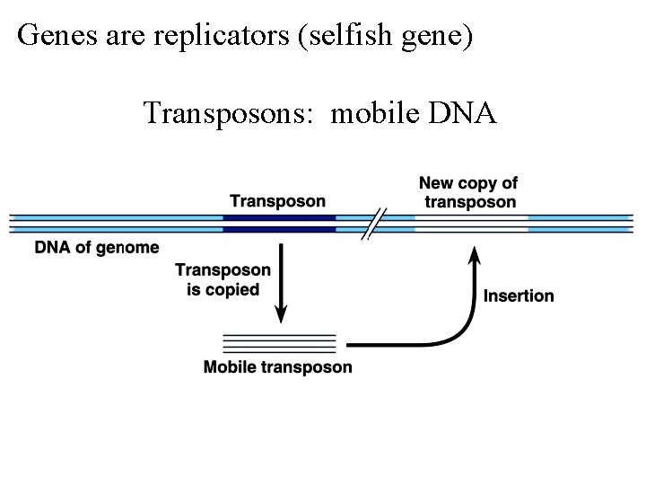 Genes are replicators (selfish gene) Transposons: mobile DNA 