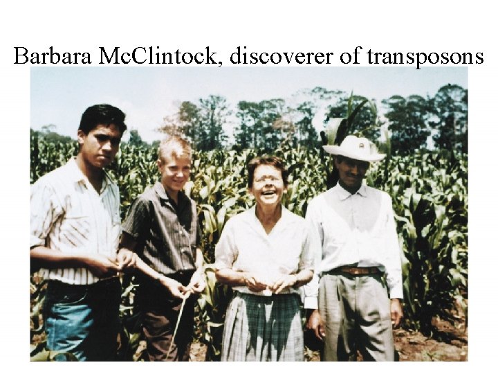 Barbara Mc. Clintock, discoverer of transposons 