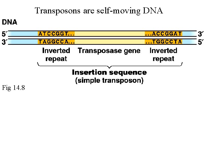 Transposons are self-moving DNA Fig 14. 8 