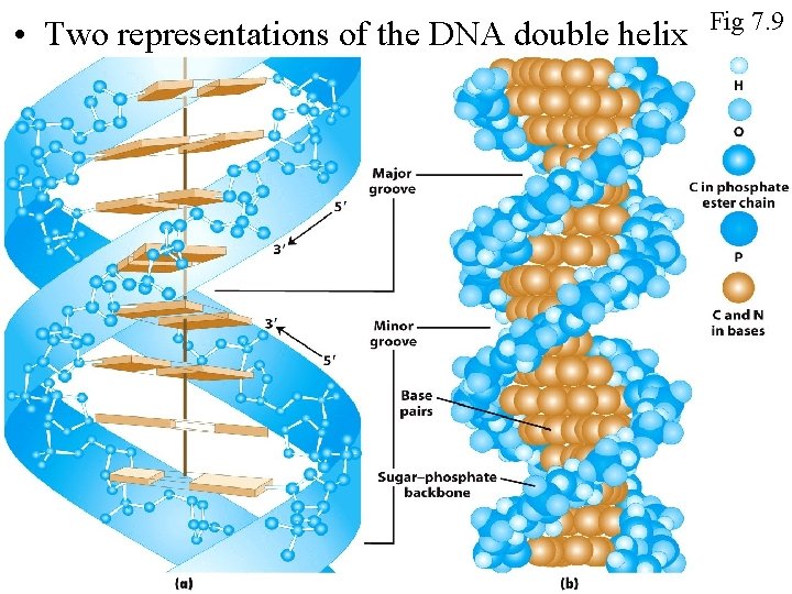  • Two representations of the DNA double helix Figure 7 -9 Fig 7.