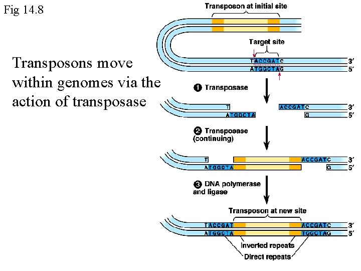 Fig 14. 8 Transposons move within genomes via the action of transposase 