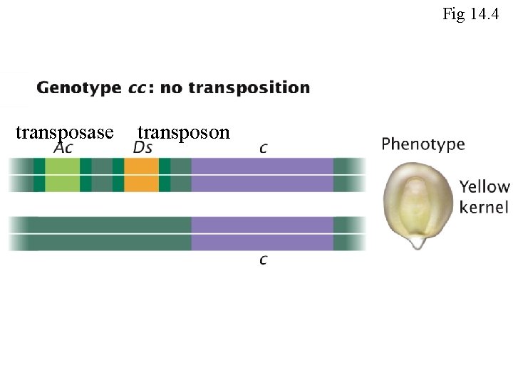 Fig 14. 4 transposase transposon 