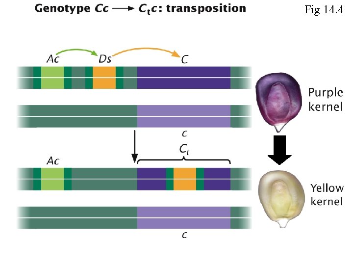 Fig 14. 4 