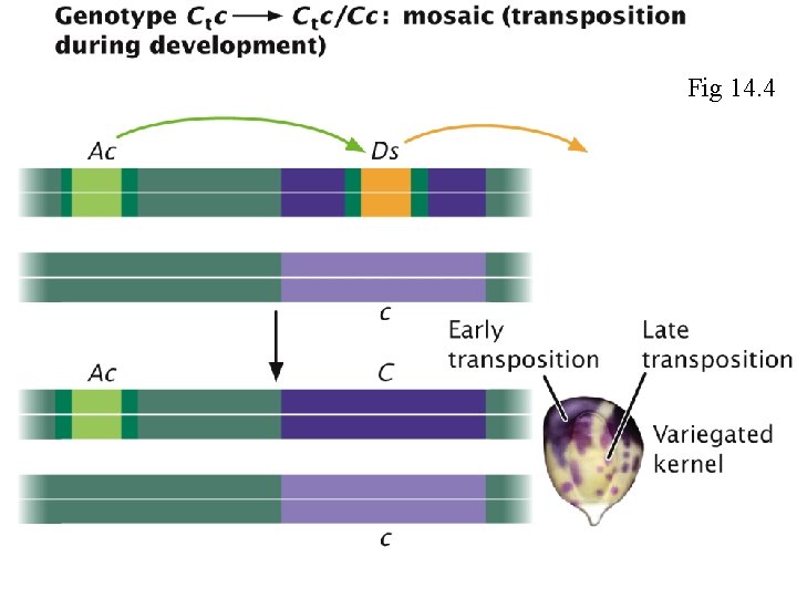 Fig 14. 4 