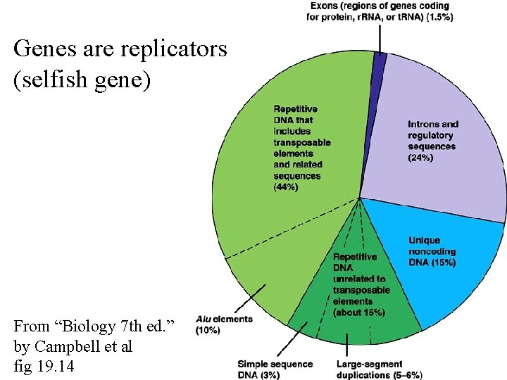 Genes are replicators (selfish gene) From “Biology 7 th ed. ” by Campbell et