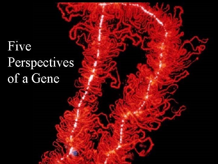 Five Perspectives of a Gene 