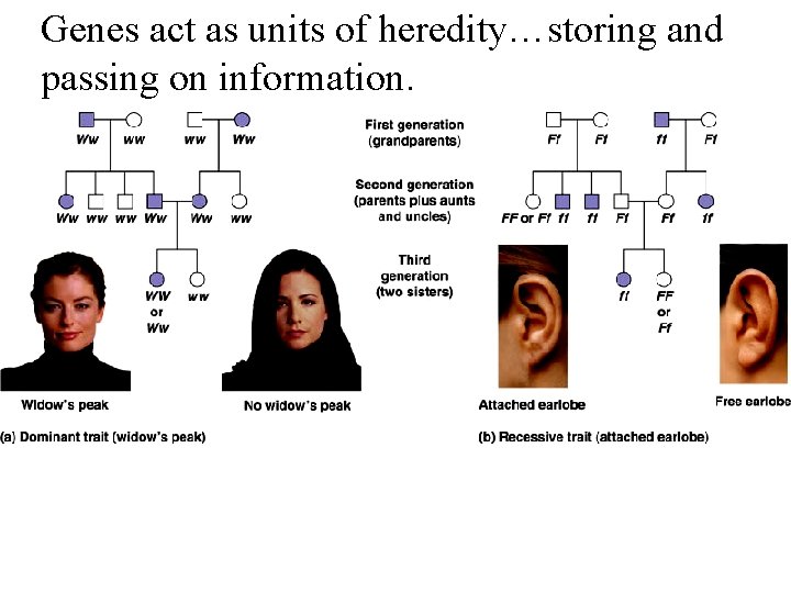 Genes act as units of heredity…storing and passing on information. 