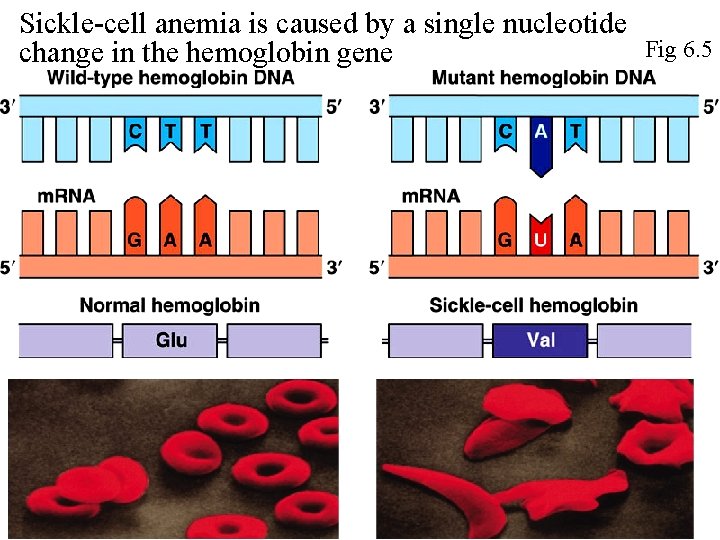 Sickle-cell anemia is caused by a single nucleotide change in the hemoglobin gene Fig