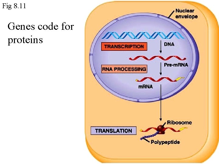 Fig 8. 11 Genes code for proteins 