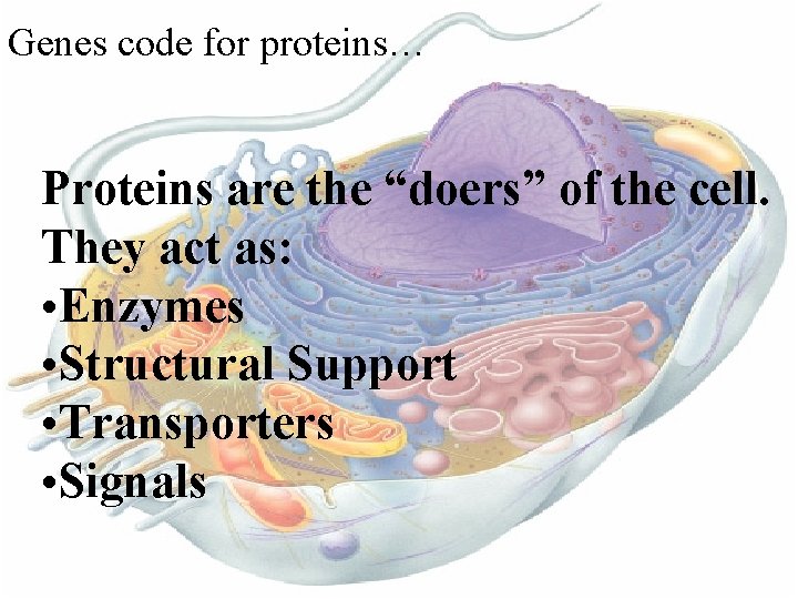 Genes code for proteins… Proteins are the “doers” of the cell. They act as:
